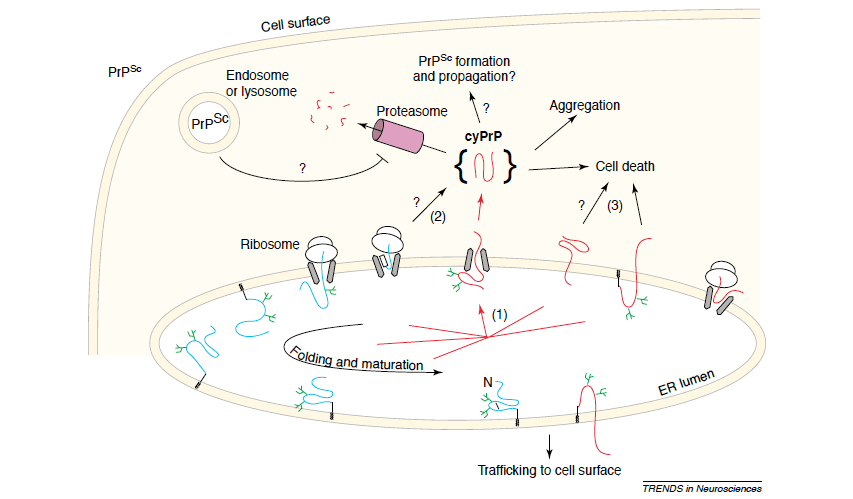 schemat mechanizmu bialka w cytoplazmie
